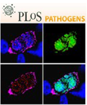 Cover of PLOS Pathogens, featuring study using the protocol.