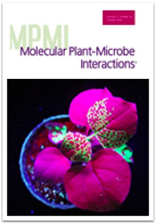 Cover of Molecular Plant Microbe Interactions, featuring study using the protocol.