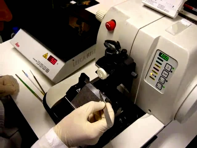 Cover of The Plant Cell, featuring study using the protocol.