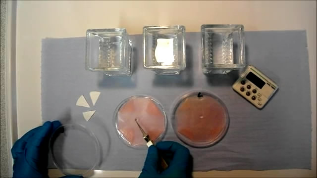 Cover of Molecular Microbiology, featuring study using the protocol.