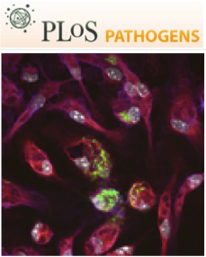 Cover of PLOS Pathogens, featuring study using the protocol.