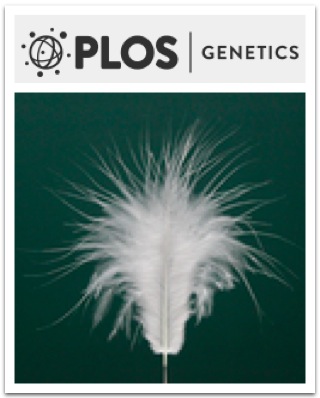 Cover of PLOS Genetics, featuring study using the protocol.