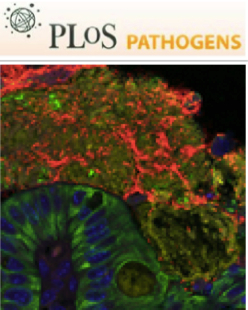 Cover of PLOS Pathogens, featuring study using the protocol.