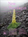 Cover of New Phytologist, featuring study using the protocol.