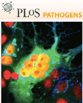 Cover of PLOS Pathogens, featuring study using the protocol.
