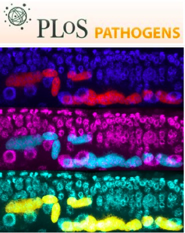 Cover of PLOS Pathogens, featuring study using the protocol.