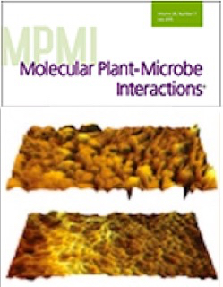 Cover of Molecular Plant Microbe Interactions, featuring study using the protocol.