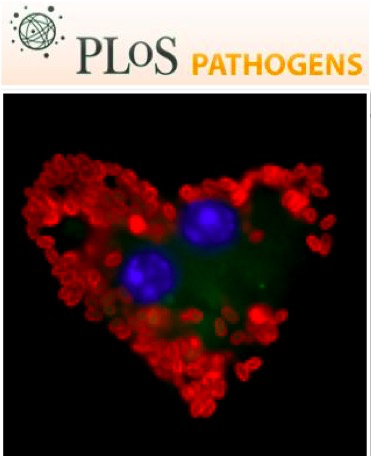 Cover of PLOS Pathogens, featuring study using the protocol.