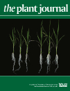 Cover of The Plant Journal, featuring study using the protocol.