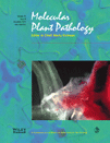 Cover of Molecular Plant Pathology, featuring study using the protocol.