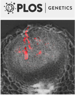 Cover of PLOS Genetics, featuring study using the protocol.