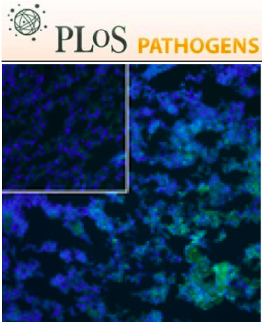 Cover of PLOS Pathogens, featuring study using the protocol.