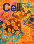 Cover of Cell, featuring study using the protocol.