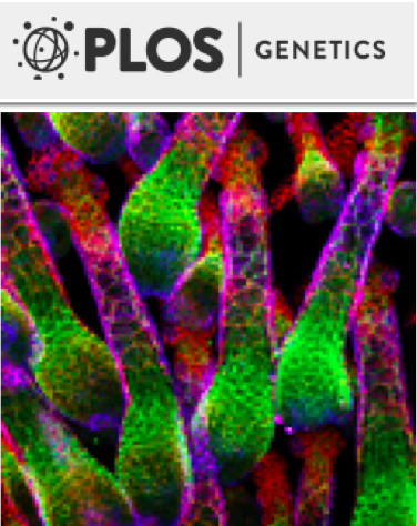 Cover of PLOS Genetics, featuring study using the protocol.