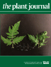 Cover of The Plant Journal, featuring study using the protocol.