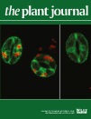 Cover of The Plant Journal, featuring study using the protocol.