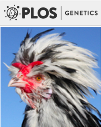 Cover of PLOS Genetics, featuring study using the protocol.