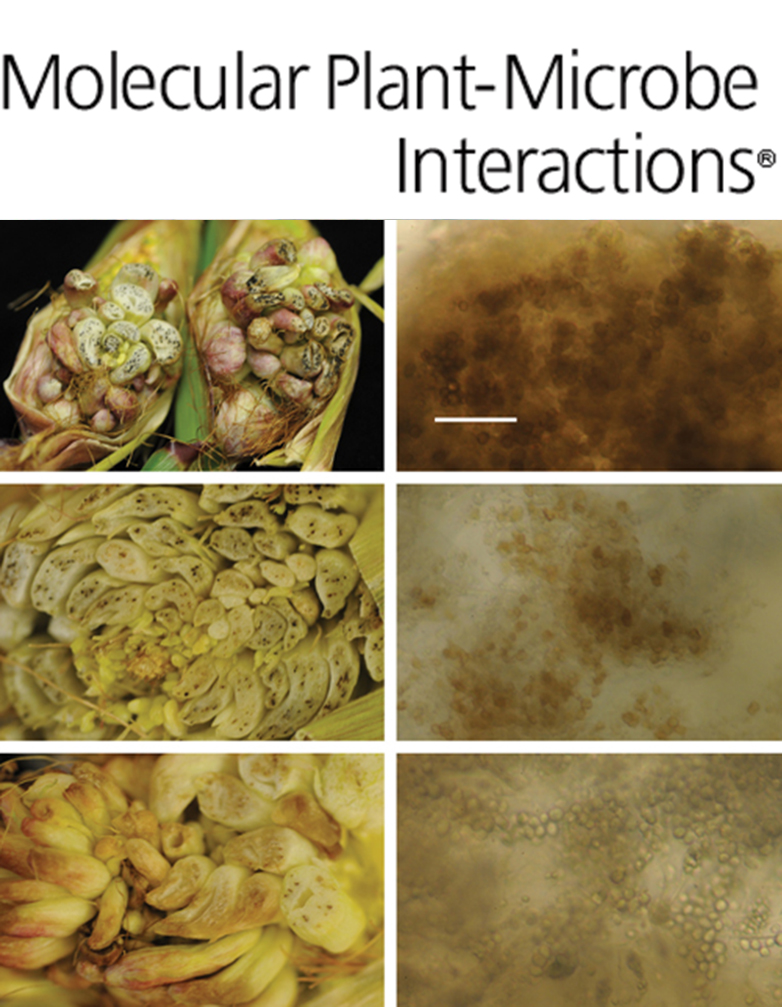 Cover of Molecular Plant Microbe Interactions, featuring study using the protocol.