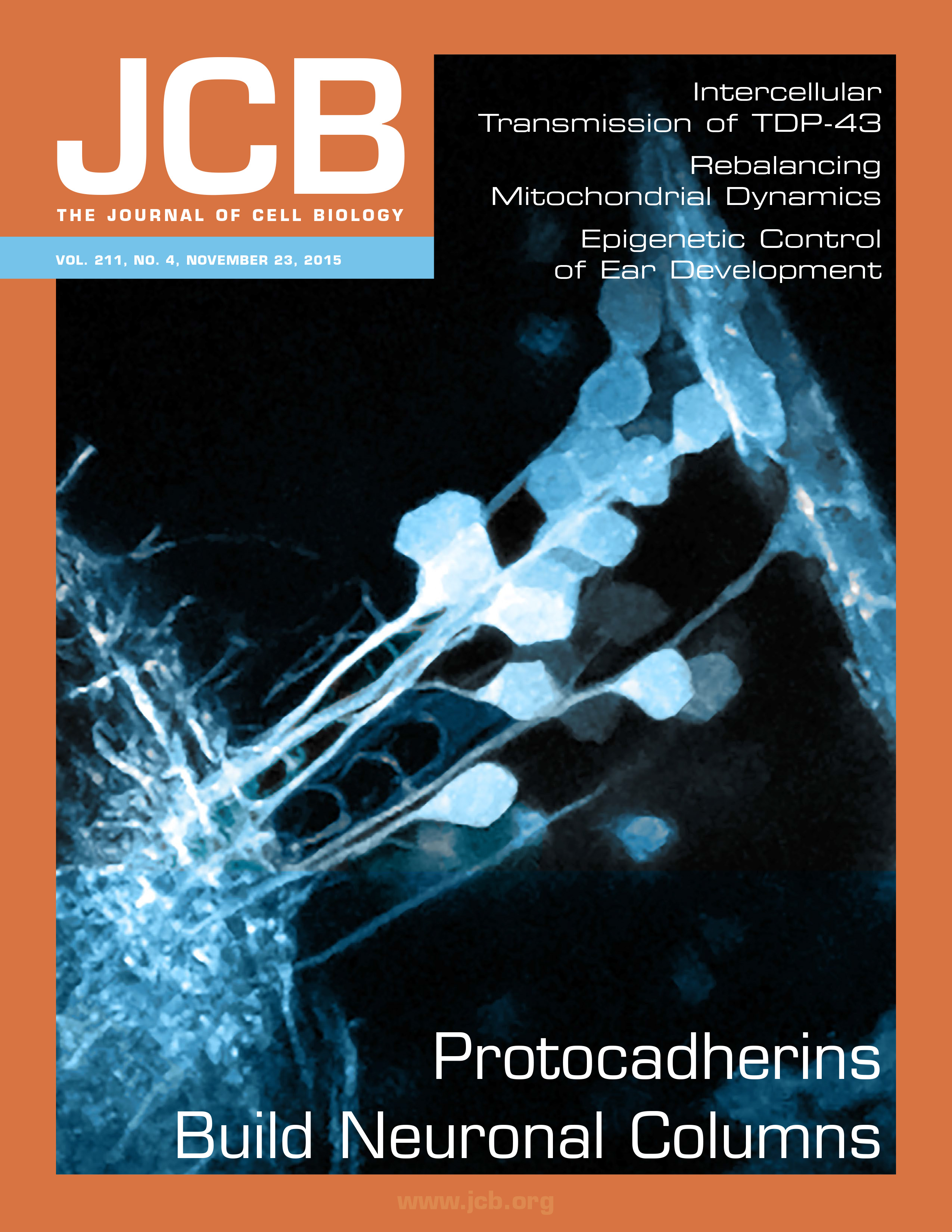 Cover of The Journal of Cell Biology, featuring study using the protocol.
