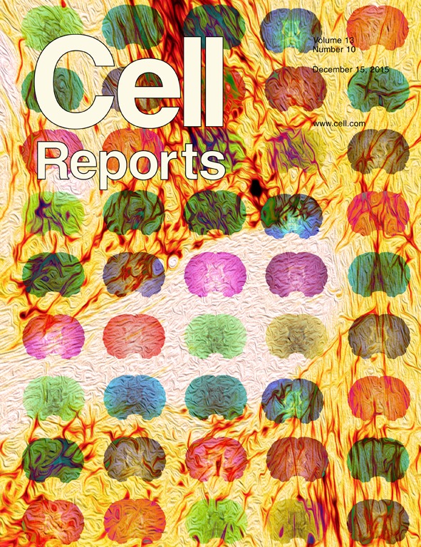Cover of Cell Reports, featuring study using the protocol.