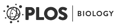 Cover of PLOS Biology, featuring study using the protocol.