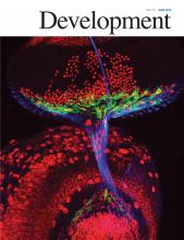 Cover of Development, featuring study using the protocol.