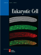 Cover of Eukaryotic Cell, featuring study using the protocol.
