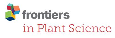 Cover of Frontiers in Plant Science, featuring study using the protocol.