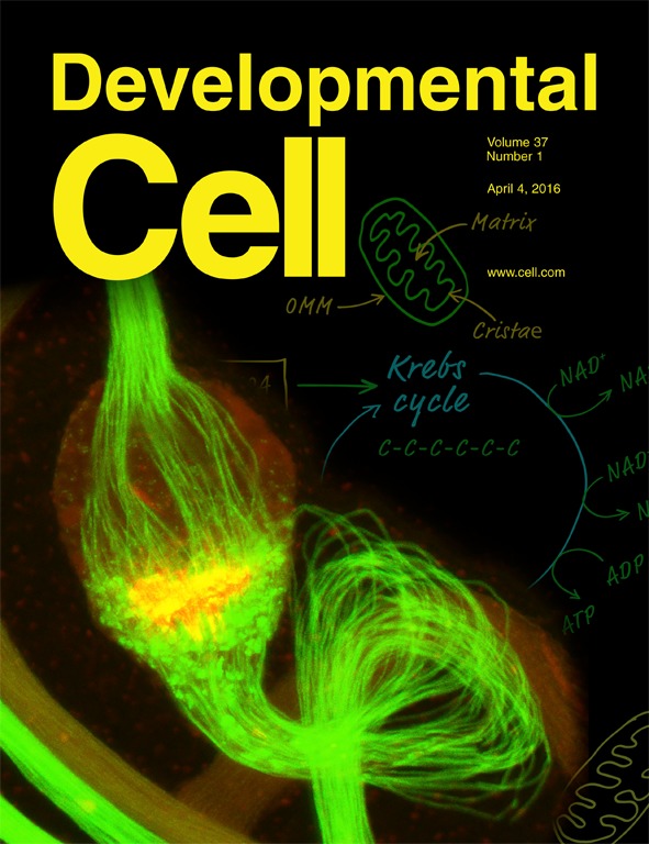Cover of Developmental Cell, featuring study using the protocol.