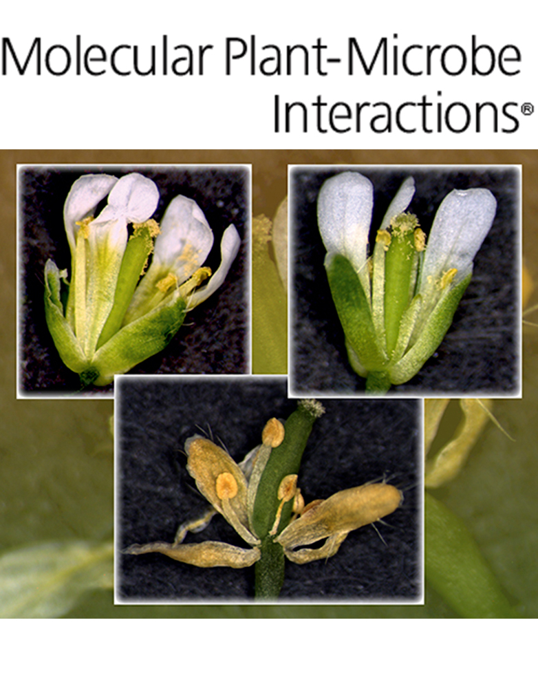 Cover of Molecular Plant Microbe Interactions, featuring study using the protocol.
