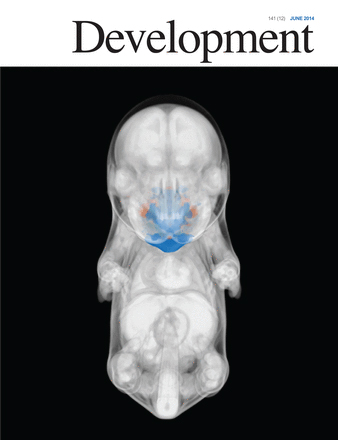 Cover of Development, featuring study using the protocol.