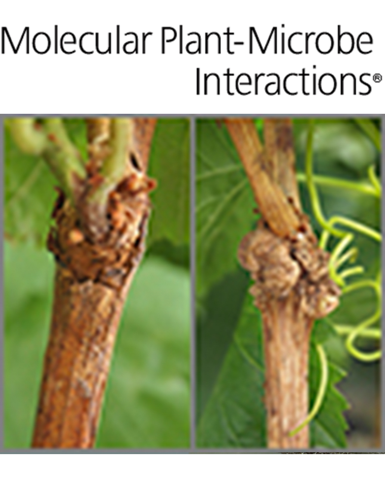 Cover of Molecular Plant Microbe Interactions, featuring study using the protocol.