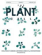 Cover of The Plant Cell, featuring study using the protocol.