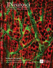 Cover of The Journal of Neuroscience, featuring study using the protocol.