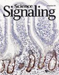 Cover of Science Signaling, featuring study using the protocol.