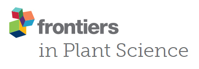 Cover of Frontiers in Plant Science, featuring study using the protocol.