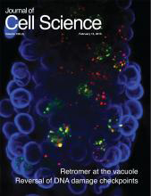 Cover of Journal of Cell Science, featuring study using the protocol.