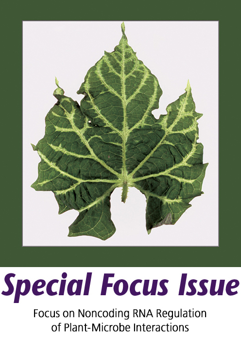 Cover of Molecular Plant Microbe Interactions, featuring study using the protocol.