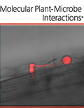 Cover of Molecular Plant Microbe Interactions, featuring study using the protocol.