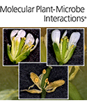 Cover of Molecular Plant Microbe Interactions, featuring study using the protocol.