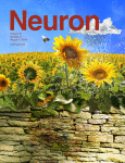 Cover of Neuron, featuring study using the protocol.