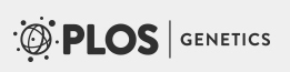 Cover of PLOS Genetics, featuring study using the protocol.