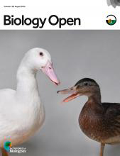 Cover of Biology Open, featuring study using the protocol.