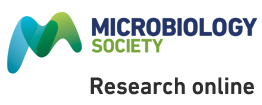 Cover of Microbiology, featuring study using the protocol.