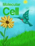 Cover of Molecular Cell, featuring study using the protocol.
