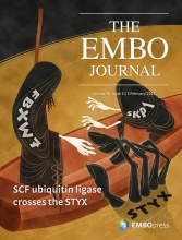 Cover of The EMBO Journal, featuring study using the protocol.