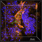 Cover of mBio, featuring study using the protocol.