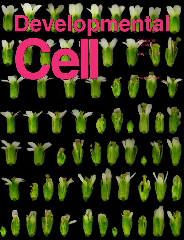 Cover of Developmental Cell, featuring study using the protocol.