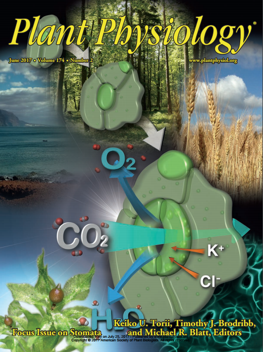 Cover of Plant Physiology, featuring study using the protocol.
