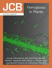 Cover of The Journal of Cell Biology, featuring study using the protocol.